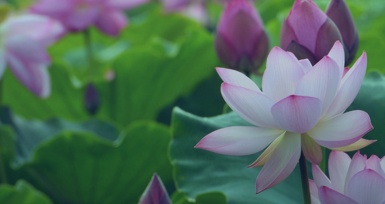 KiraGrace Living Podcast