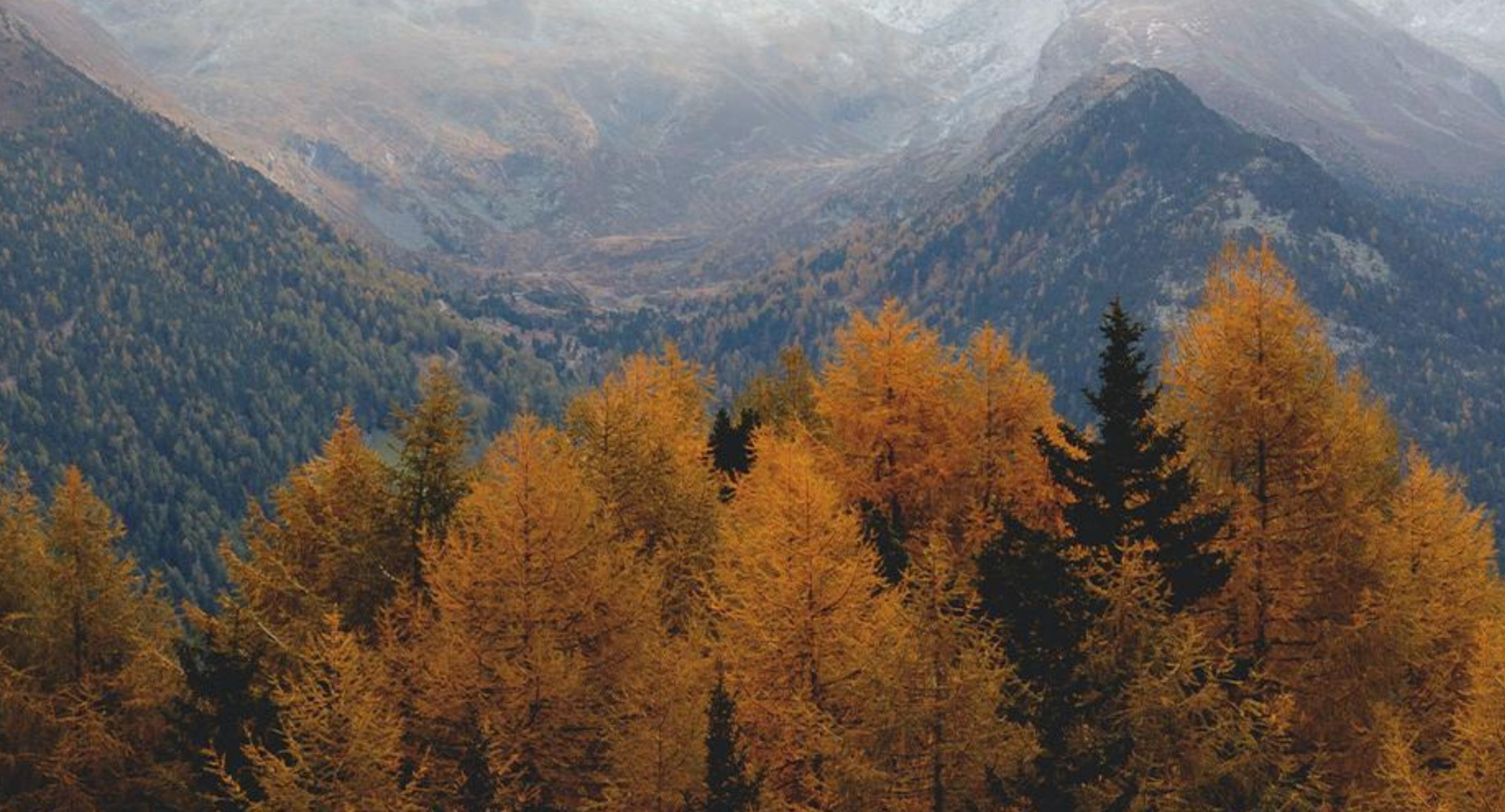 Autumnal forest with colorful trees and mountains in the background